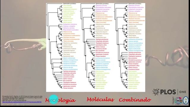 44 Squamata1 смотреть онлайн