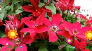 Клематис гибридный Solidarnosc. Краткий обзор, описание характеристик