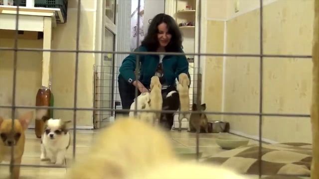 Belissimo Bravo Chihuahuas смотреть онлайн