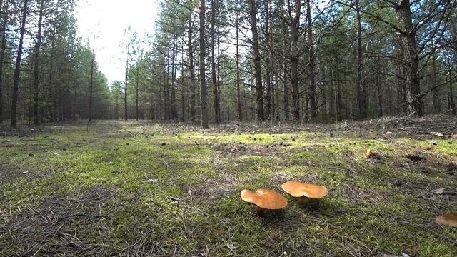 Красоты Воскресенского района Московской области смотреть онлайн