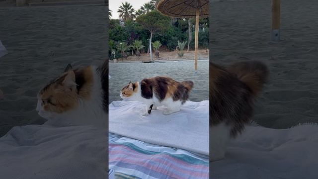 Котя на пляже. Кот. животные, пляж