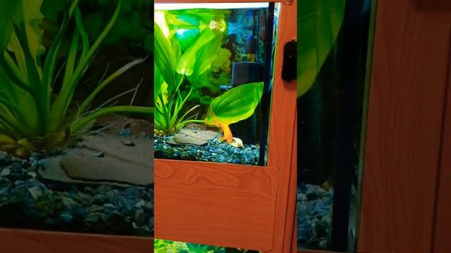 Аквариумы в комнате смотреть онлайн