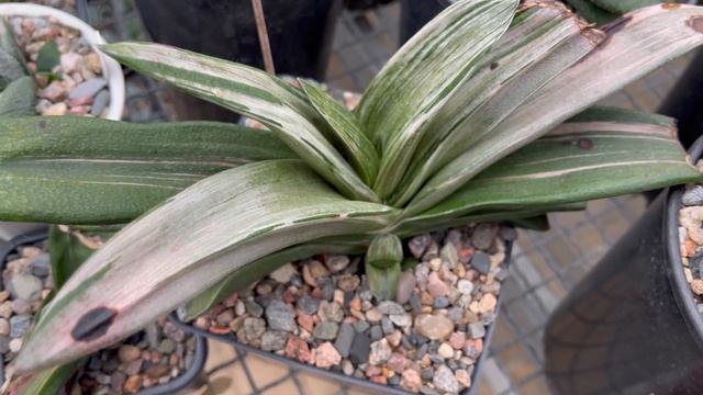 Моя коллекция цветных Гастерий Gasteria variegata collection смотреть онлайн