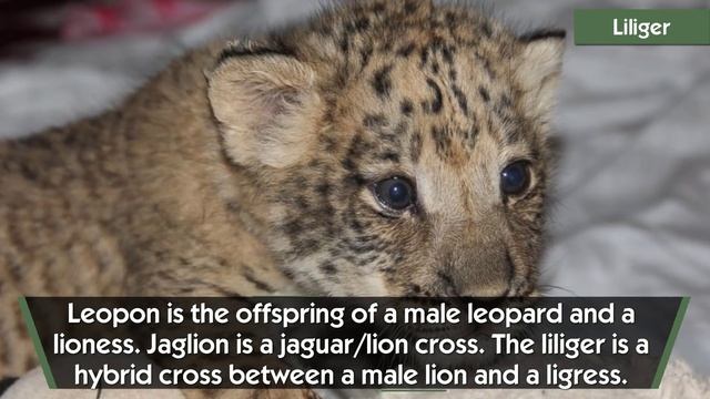 Real LION HYBRIDS & Mixes: Jaglion, Liger, Tigon, Liliger & Leopon