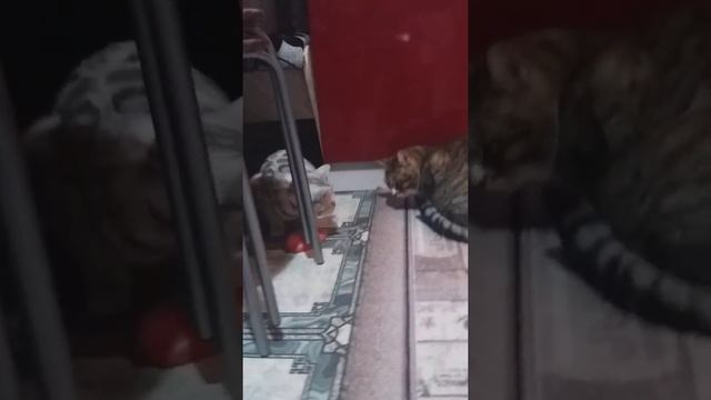 злой кот недаёт паесть смотреть онлайн