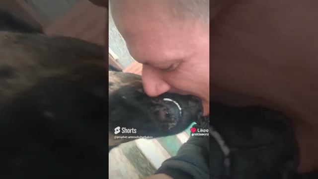 Like_7374862205985078941.PROPHET. SHCHERBAKOV. ЩЕРБАКОВ АРТЕМ. DOG. СОБАКА.