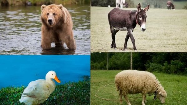 УЧИМ ДОМАШНИХ ЖИВОТНЫХ. Коровы, собаки, кошки. ВИКТОРИНА