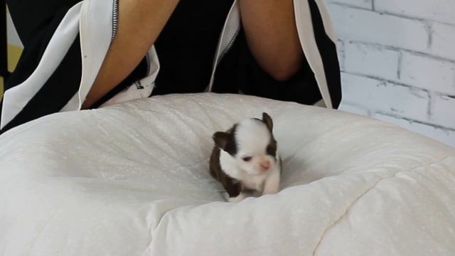 UPDATE: 3 week old apple head Chihuahua puppies | Sweetie Pie Pets by Kelly Swift смотреть онлайн