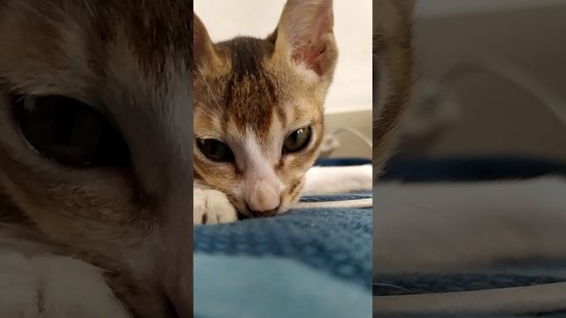 funny cute kittens #panda #simba #pumba their mischief | funny animal video of the day @catslogic смотреть онлайн