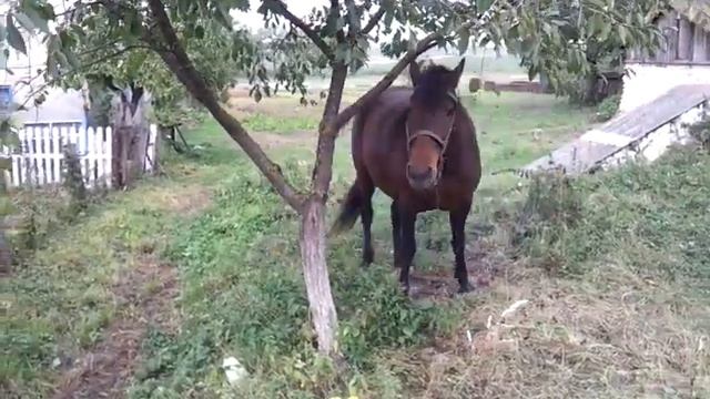 Лошадь чешет спину смотреть онлайн