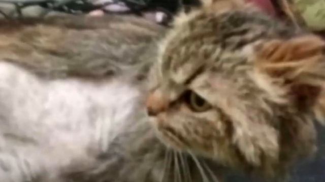 Девушка достала странную кошку из мусорки, а через 2 дня её ждал сюрприз!