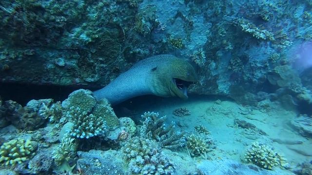 Мурены в Красном море. смотреть онлайн