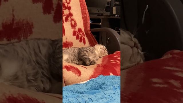 Може в нього якийсь припадок ??? #cat #catvideos #tigrikcat #catjokes