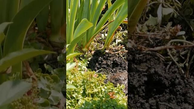 Как легко посадить лилейник ? Всё легко и просто смотреть онлайн