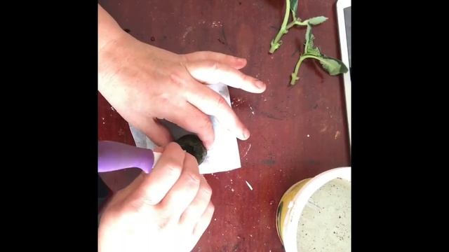 106. Спасаю глоксинию. Загнил ствол. смотреть онлайн