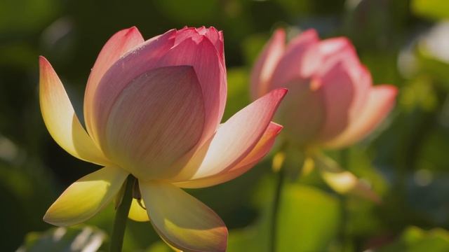 «РАССТАВАЯСЬ НАВСЕГДА» ?? Розы после дождя и Очень красивая музыка без слов смотреть онлайн