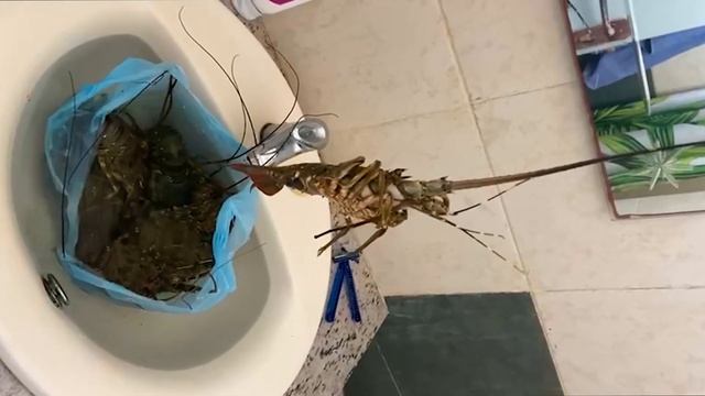 Водопад Thudugala / город Калутара / Рыбалка на Шри Ланке / поймали Ската / Шри Ланка 2022 смотреть онлайн