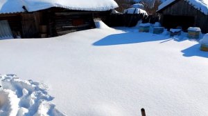 Проведал пчел в зимовнике и на улице. Оставил медовые лепешки.