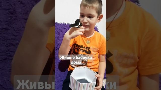 Живые тропические бабочки дома? смотреть онлайн