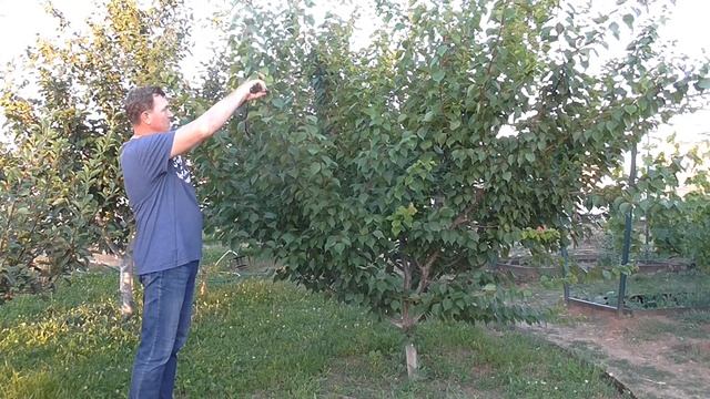 Летняя обрезка абрикоса на повышение урожайности