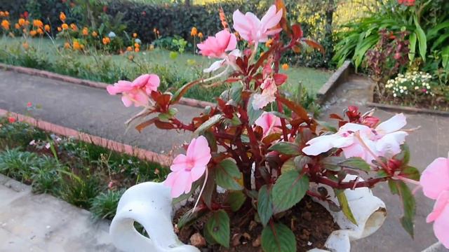 Erin Villa Garden Tour | The best Cottage Garden in India смотреть онлайн