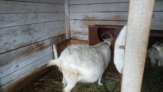 Как запускаю коз. смотреть онлайн