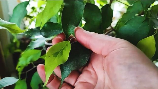 Фикус бенджамина. Обзор популярных сортов. смотреть онлайн