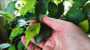 Фикус бенджамина. Обзор популярных сортов.