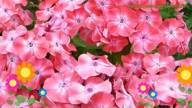 Флокс метельчатый Вальс. Краткий обзор, описание характеристик phlox paniculata Vals смотреть онлайн