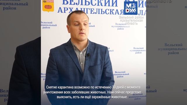МЗЖ: Очаг африканской чумы свиней обнаружили под Вельском смотреть онлайн