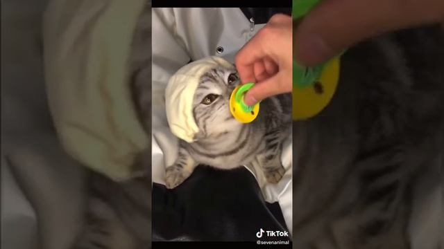 จุกหัวนมหลอก   #จุกหัวนมหลอก #จุกนมปลอม #จุกดูดนมสำหรับเด็ก