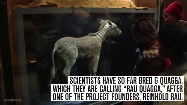 The once-extinct Quagga is back from the dead смотреть онлайн