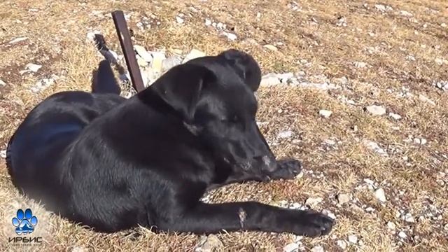 "Птицы высокого полёта..." смотреть онлайн