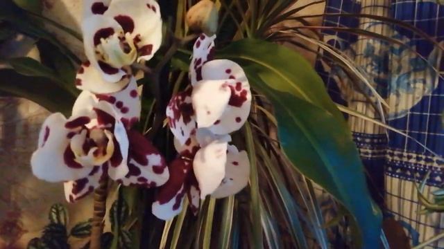 ‼️УРАА... ?у меня НОВАЯ орхидея?/Anhtura Benidorm/хомяк победил?(02.01.2022) смотреть онлайн