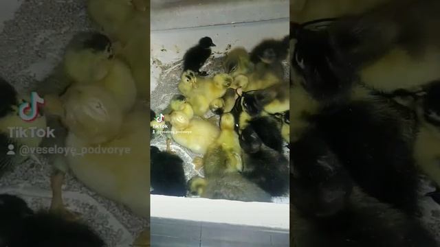 уточки Индийский бегун смотреть онлайн