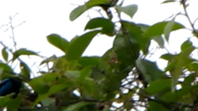 Turquoise Dacnis - Dacnis hartlaubi - endemic colombia birds_conservation colombia birds смотреть онлайн