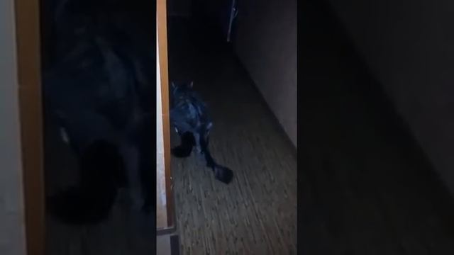 Мейн кун вязка смотреть онлайн