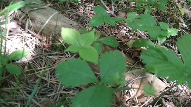 VID_20230620_110311.mp4 смотреть онлайн