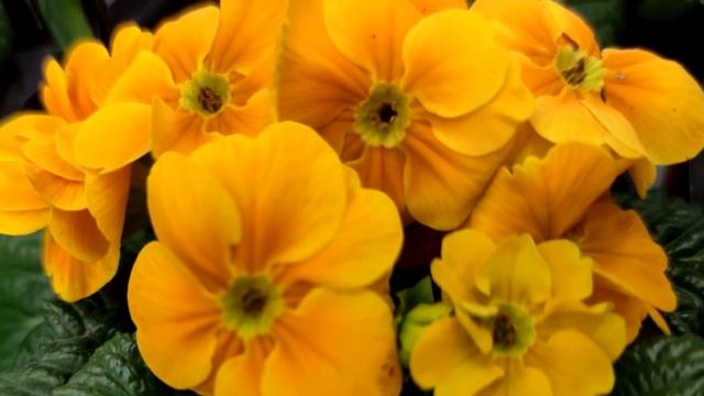 1 Таблетка Под Любой Цветок! Попрут на Глазах! Проверенный Рецепт Подкормить Цветок!