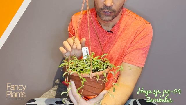 Hoya Collection: Meet Hoya Sp. PG-04 Zambales - The 