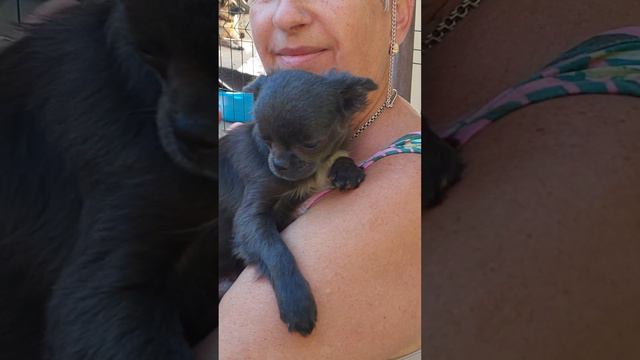 Джунгли ласковый ручной чихуахуа ПРОДАЖА, окрас голубой, воспитанный и красивый +79787458062 КУПИТЬ смотреть онлайн