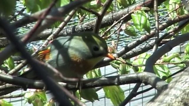 Breeding Pekin Robin with 2 chicks смотреть онлайн