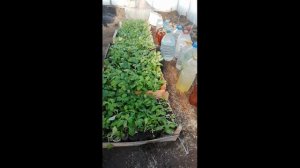 Выношу рассаду в теплицу в марте