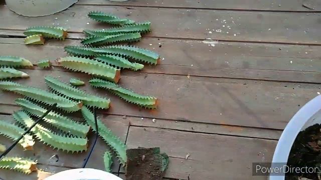Agaves Attenuata e Isthmensis e outros problemas, Atualização.. смотреть онлайн