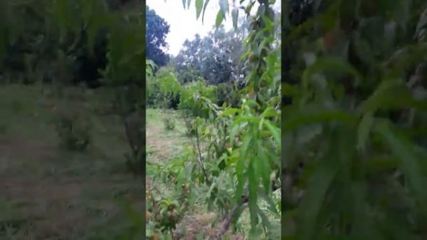 OLEO MAC 755 MASTER MOTORLU TIRPAN