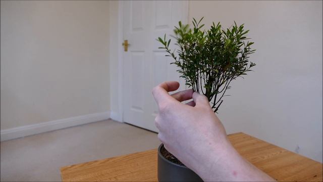 New Syzygium Bonsai (Pruning and Wiring) смотреть онлайн
