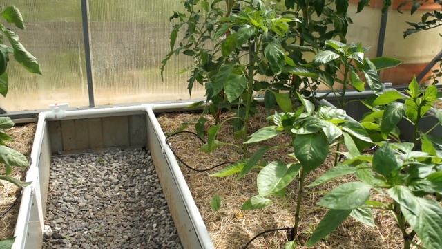 Вечный автоматический капельный полив своими руками Улучшенная версия смотреть онлайн