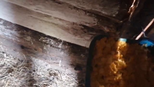 Кормлю цыплят ЯЙЦОМ! / 5 квочек и 80 цыплят / Индоутятам тоже отдал варёные яйца