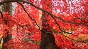 Заговор от зубной боли