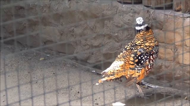 Мир животных. Фазан смотреть онлайн